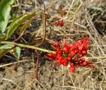 Combretum platypetalum subsp. oatesii