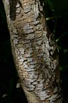 Combretum zeyheri