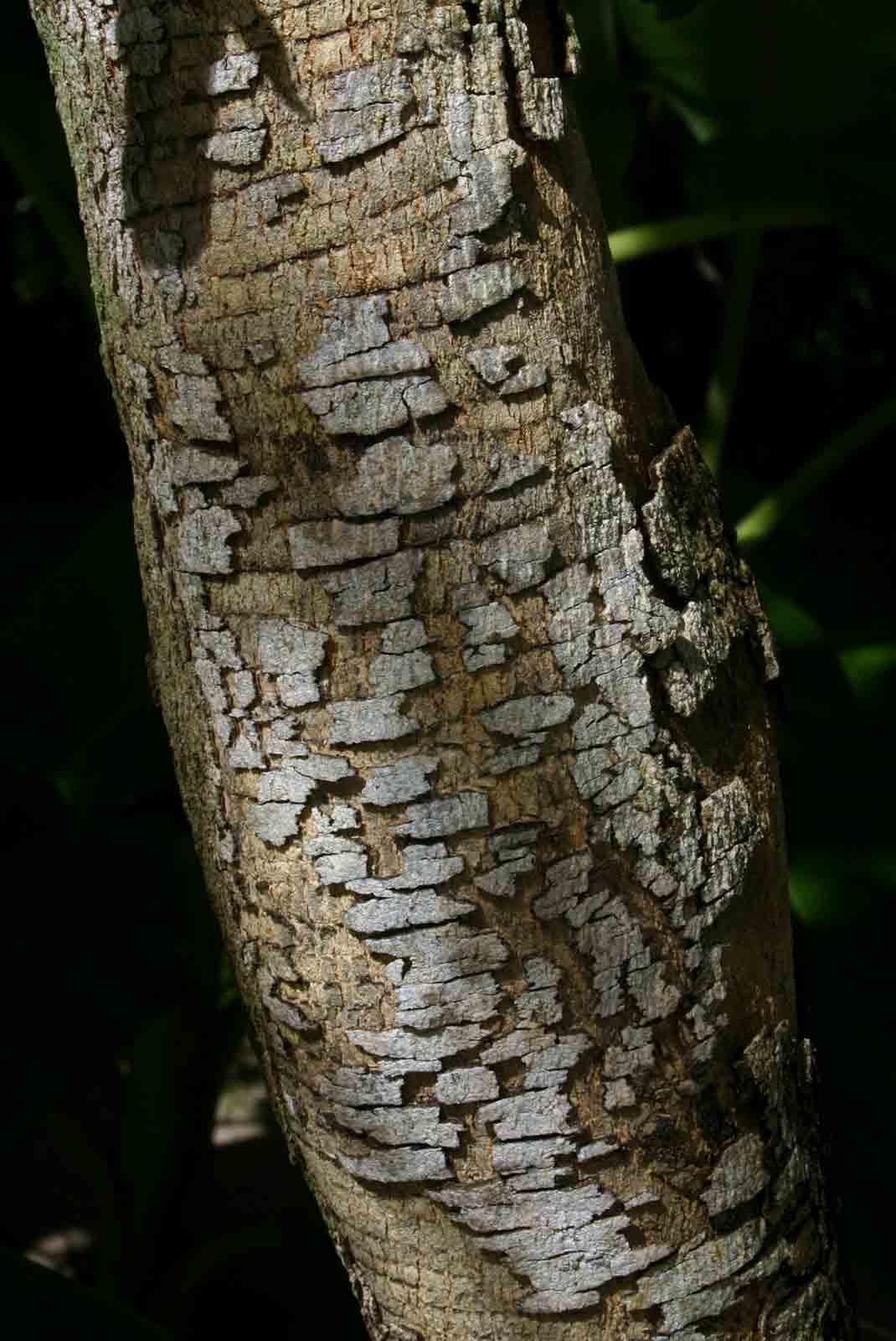 Combretum zeyheri
