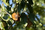 Combretum zeyheri