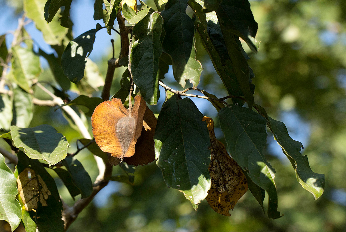 Combretum zeyheri
