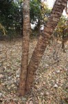 Combretum zeyheri