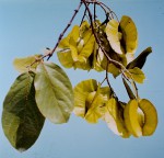 Combretum zeyheri
