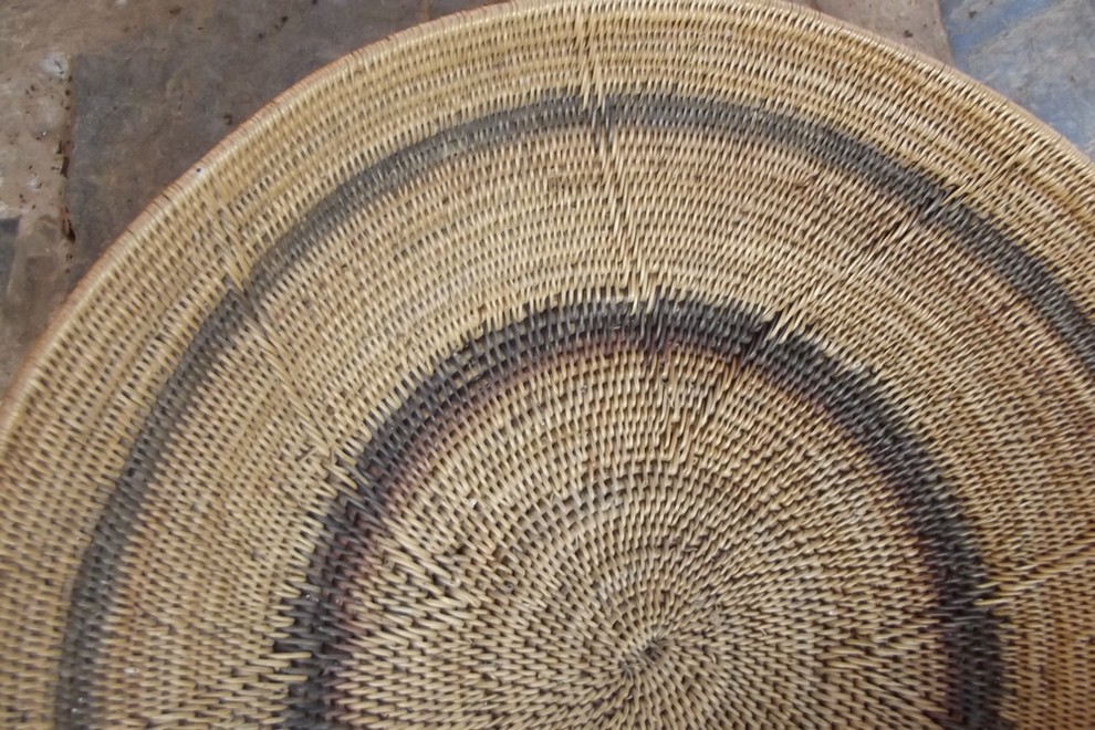 Combretum zeyheri
