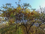 Combretum zeyheri