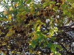 Combretum zeyheri