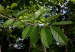 Combretum zeyheri