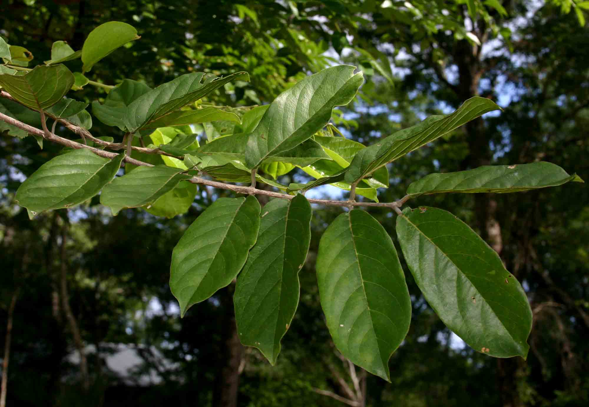 Combretum zeyheri