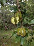 Combretum zeyheri