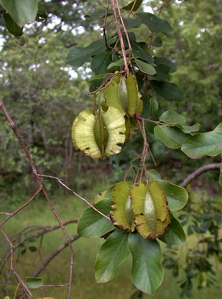 Combretum zeyheri