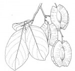 Combretum zeyheri