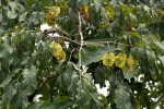 Combretum zeyheri