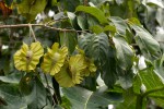 Combretum zeyheri