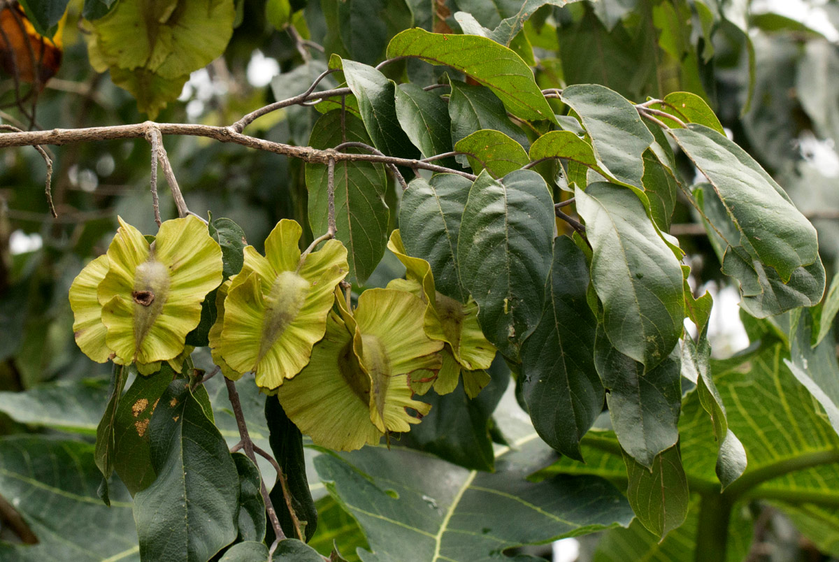 Combretum zeyheri