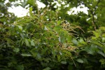 Meiostemon tetrandrus subsp. australis