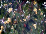 Pteleopsis anisoptera