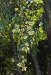 Pteleopsis myrtifolia