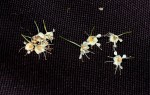 Pteleopsis myrtifolia