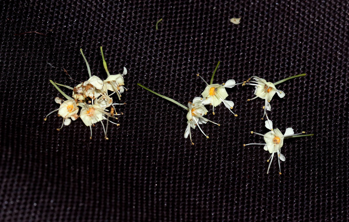 Pteleopsis myrtifolia
