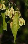 Pteleopsis myrtifolia