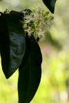 Pteleopsis myrtifolia