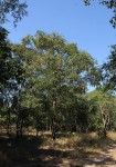 Pteleopsis myrtifolia