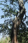 Pteleopsis myrtifolia