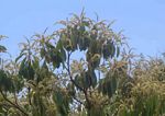 Terminalia gazensis