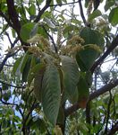 Terminalia gazensis