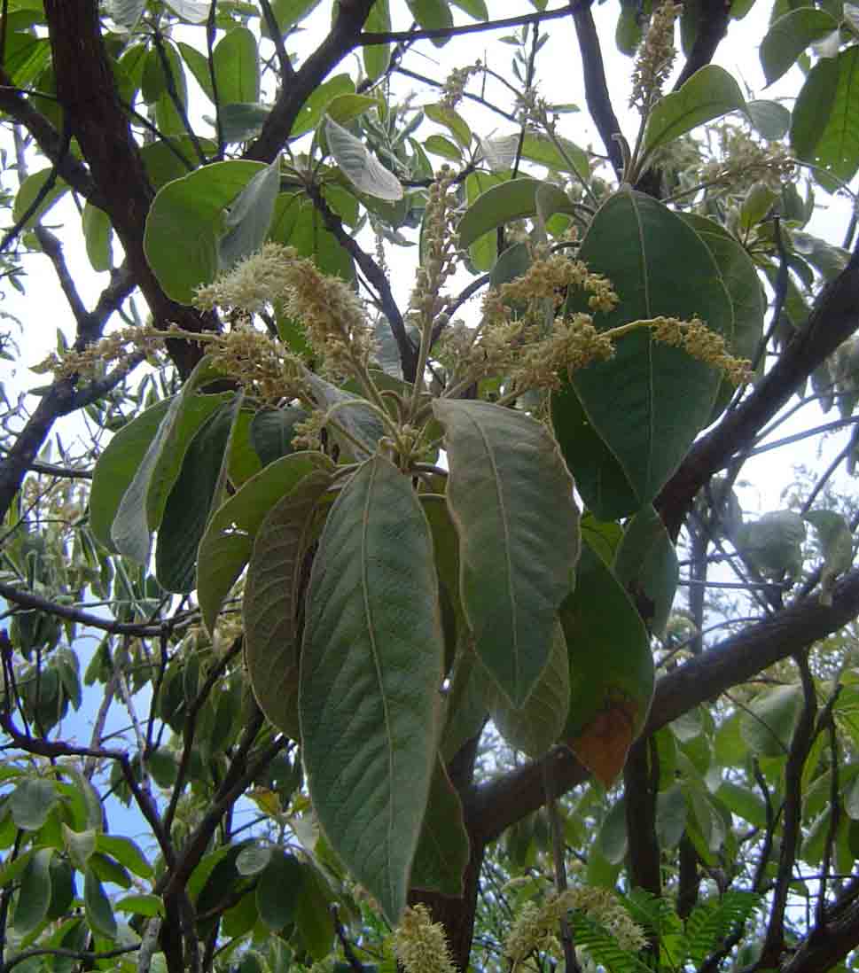 Terminalia gazensis