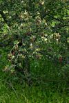 Terminalia prunioides