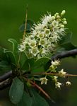 Terminalia prunioides