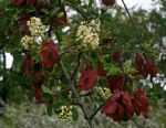 Terminalia prunioides