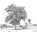 Terminalia prunioides