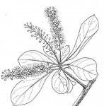 Terminalia prunioides