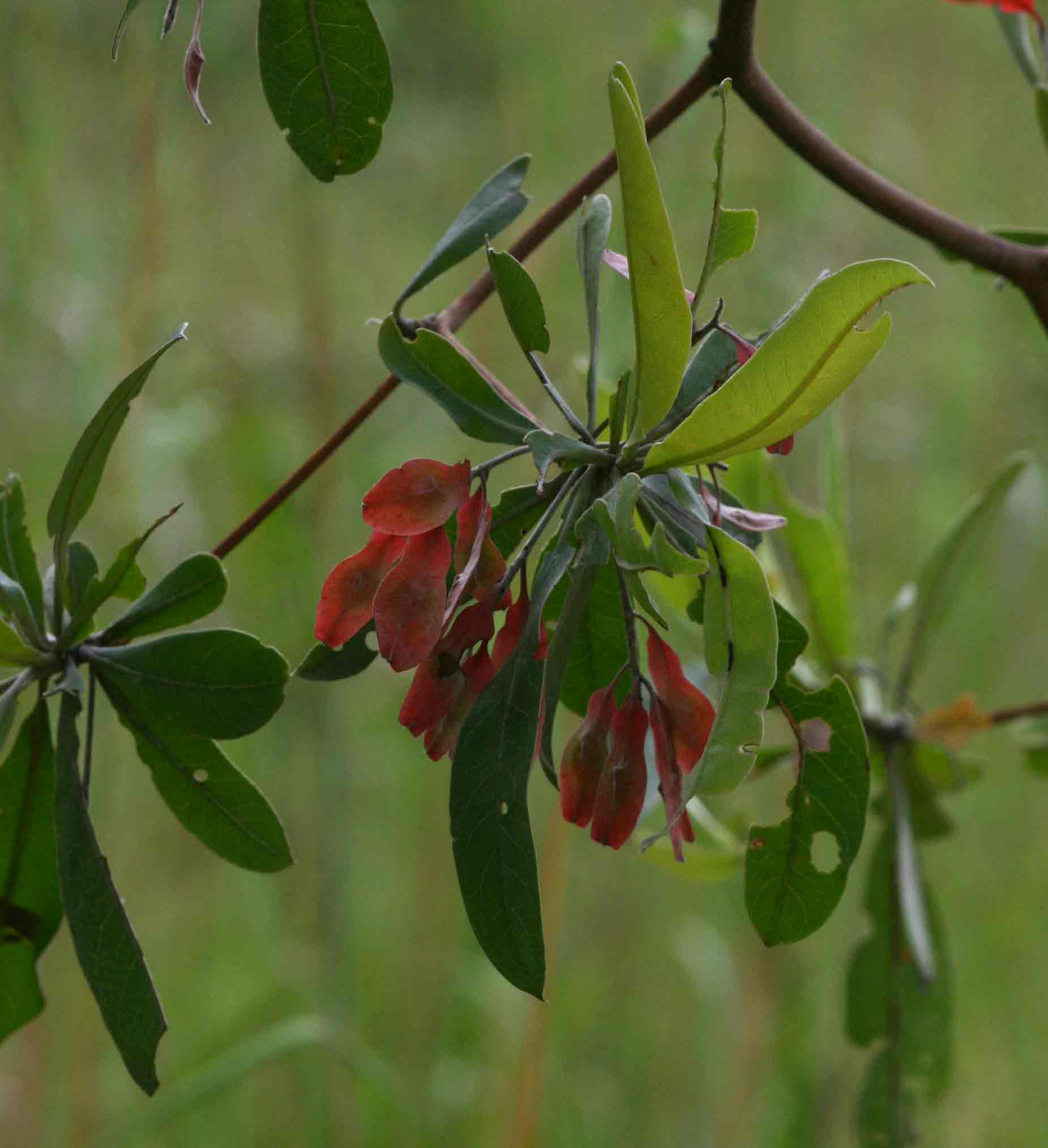 Terminalia sericea