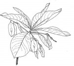Terminalia stenostachya