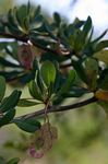 Terminalia stuhlmannii