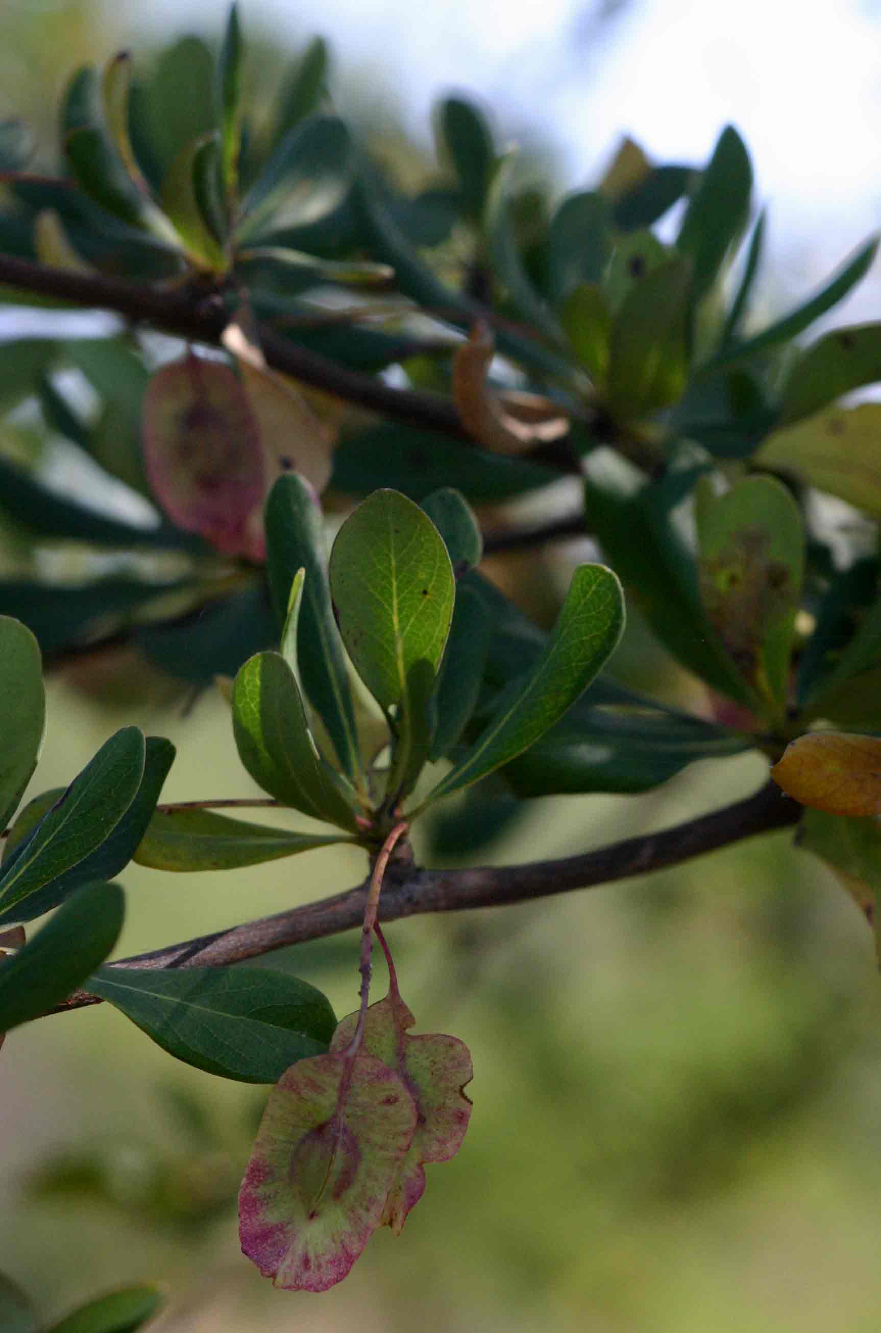 Terminalia stuhlmannii
