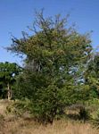 Terminalia stuhlmannii