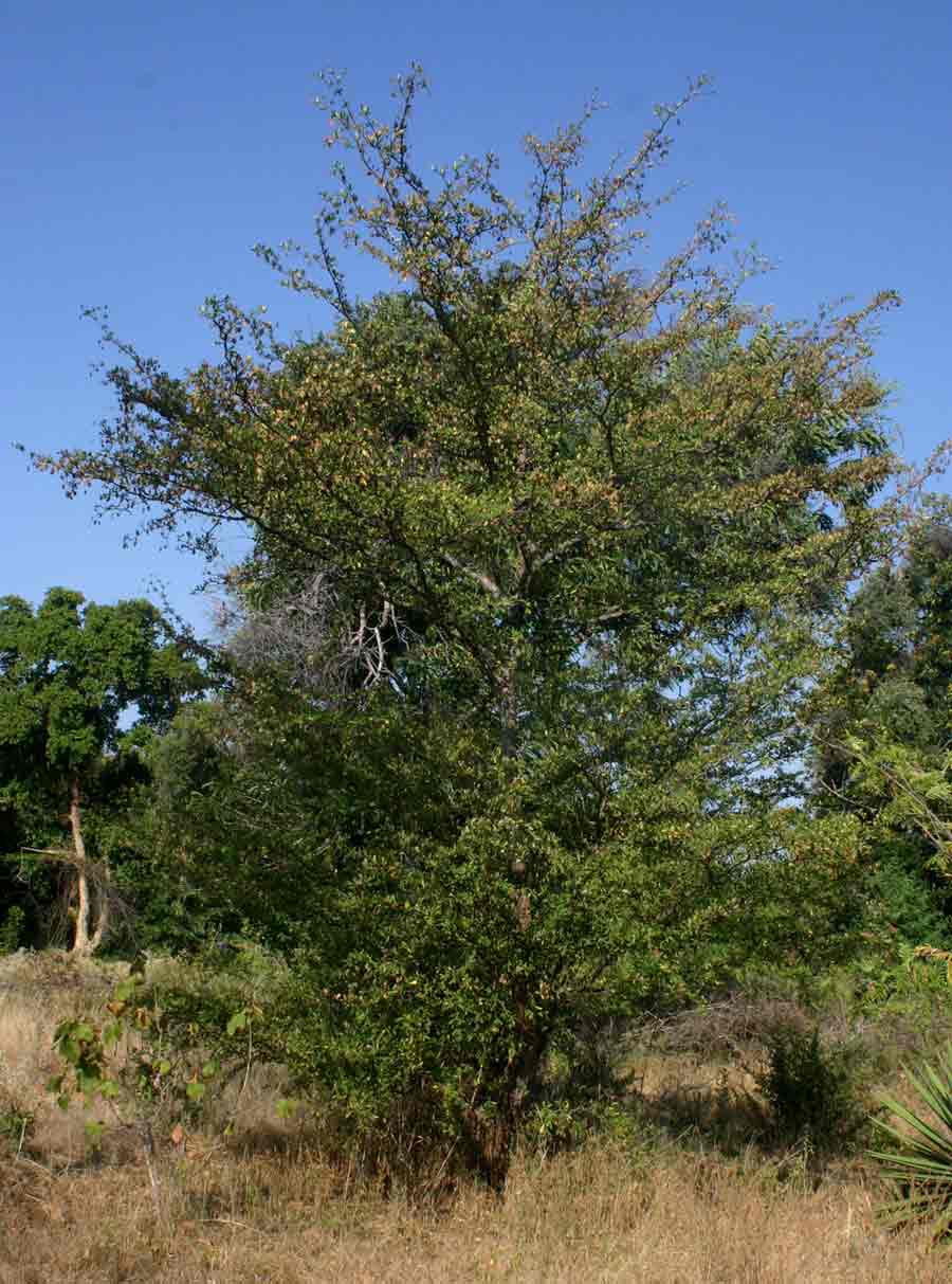 Terminalia stuhlmannii