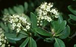 Terminalia stuhlmannii