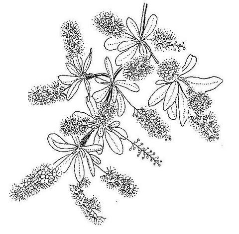 Terminalia stuhlmannii