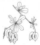 Terminalia stuhlmannii