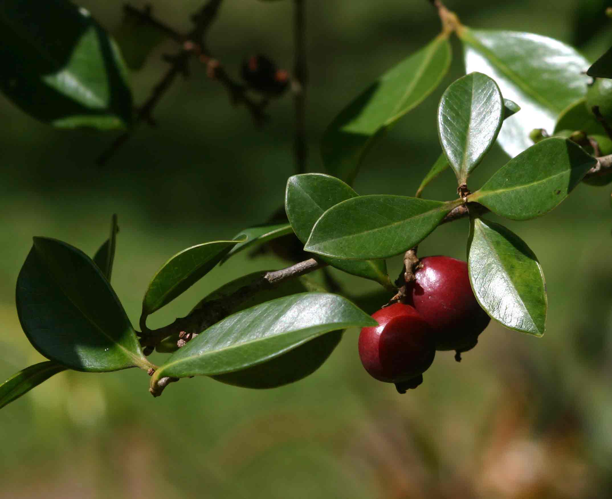 Psidium cattleianum