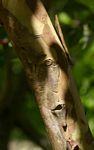 Psidium cattleianum
