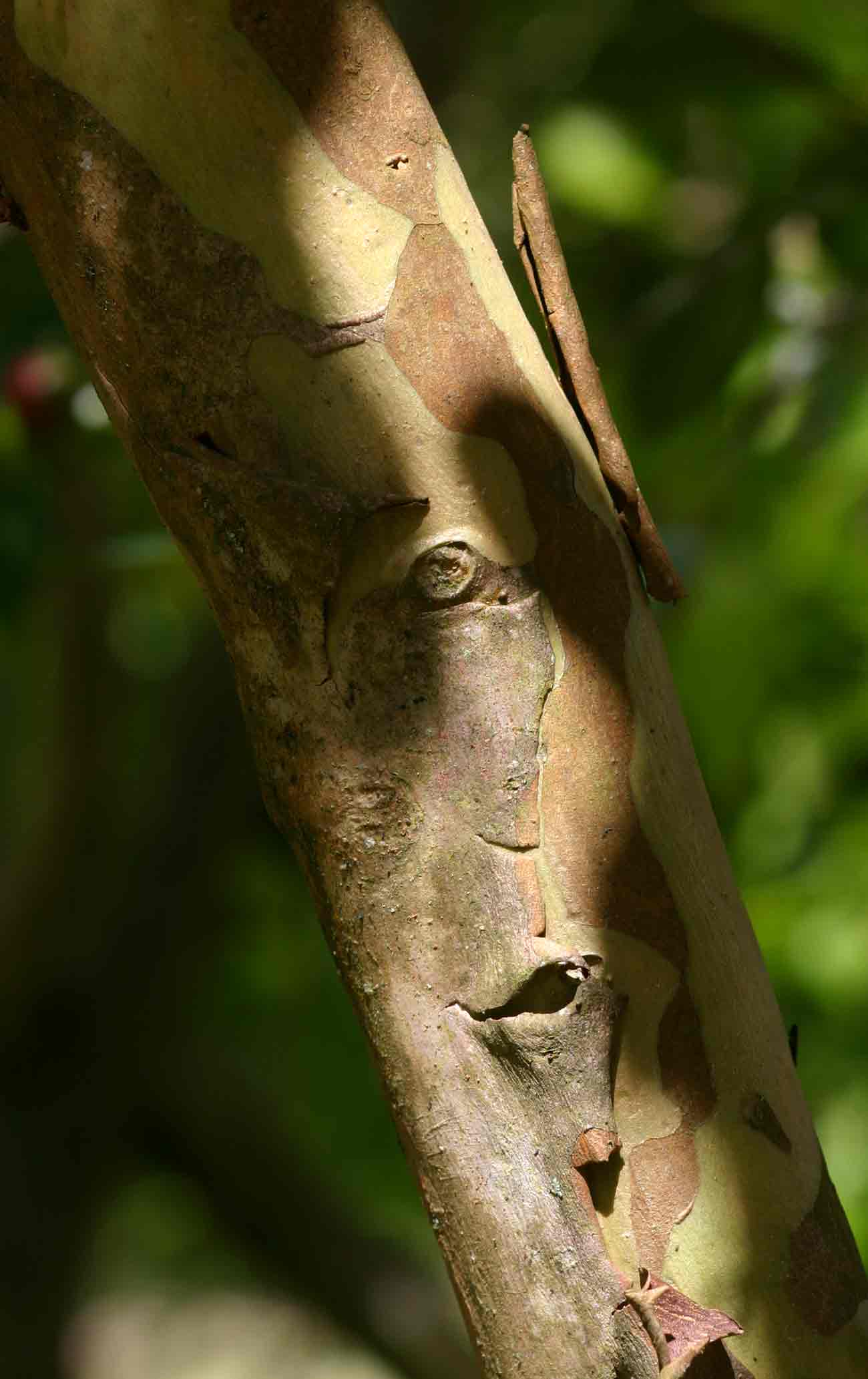 Psidium cattleianum