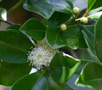 Psidium cattleianum