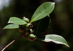 Psidium cattleianum