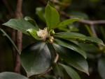 Psidium cattleianum